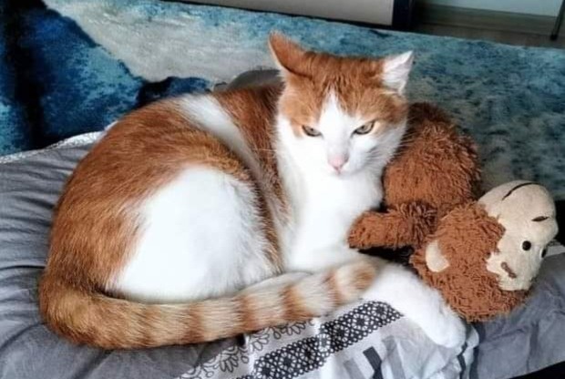 Disappearance alert Cat miscegenation  Male , 10 years Saint-Laurent-sur-Mer France