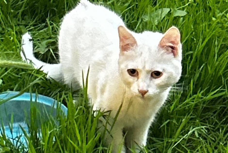 Discovery alert Cat  Unknown Hérouville-Saint-Clair France
