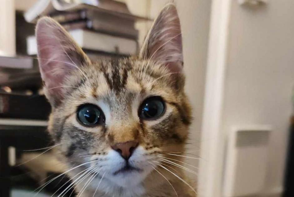 Alerta de Desaparición Gato  Hembra , 1 años Vire Normandie Francia