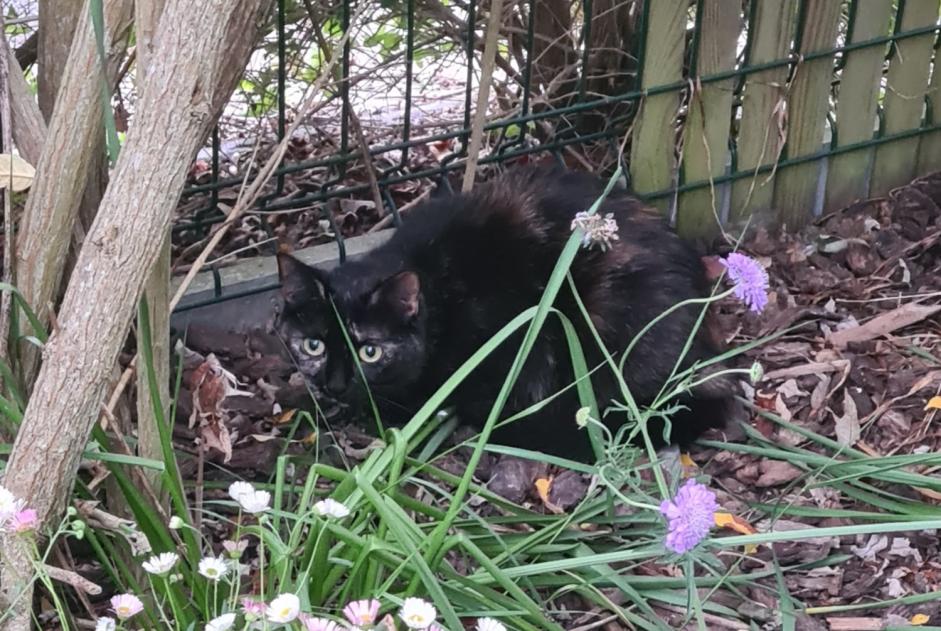 Alerta de Hallazgo Gato Desconocido Saint-Vigor-le-Grand Francia Alerta de Hallazgo Gato Desconocido Saint-Vigor-le-Grand Francia