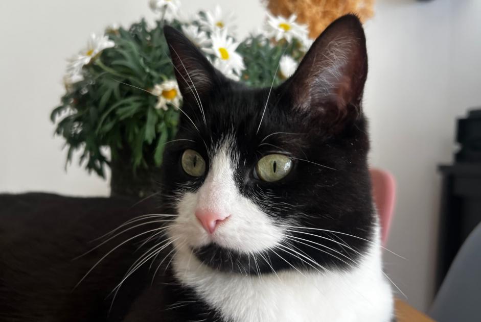 Alerta de Desaparición Gato Hembra , 2 años Caen Francia Alerta de Desaparición Gato Hembra , 2 años Caen Francia