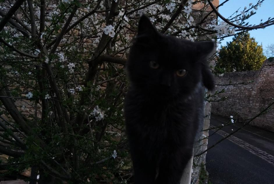 Alerte Disparition Chat Mâle , 1 ans Creully sur Seulles France