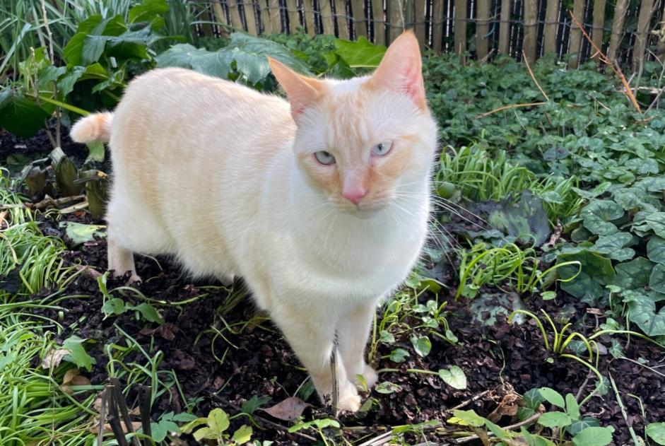 Alerte Disparition Chat croisement Mâle , 3 ans Thaon France Alerte Disparition Chat croisement Mâle , 3 ans Thaon France
