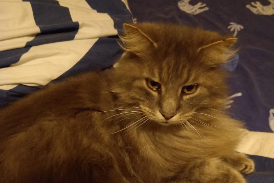 Alerte Disparition Chat croisement Mâle , 11 ans Hermanville-sur-Mer France Alerte Disparition Chat croisement Mâle , 11 ans Hermanville-sur-Mer France