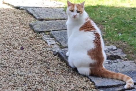 Alerte Disparition Chat  Mâle , 12 ans Ouistreham France