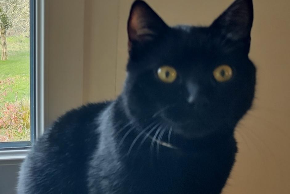 Alerta desaparecimento Gato Macho , 2 anos Saint-Hymer France Alerta desaparecimento Gato Macho , 2 anos Saint-Hymer France