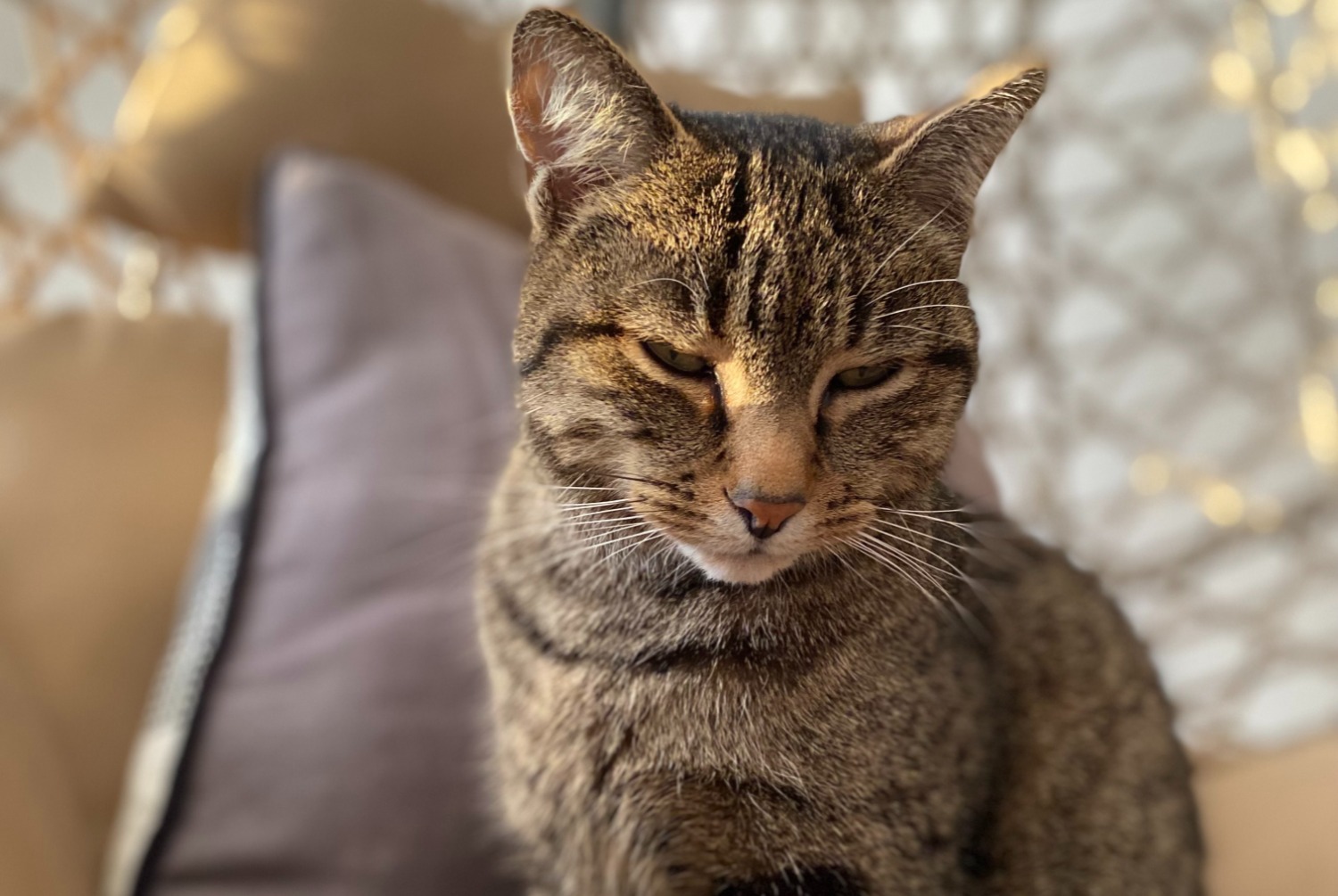 Alerta desaparecimento Gato cruzamento Macho , 8 anos Démouville France Alerta desaparecimento Gato cruzamento Macho , 8 anos Démouville France