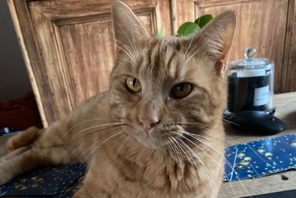 Alerta desaparecimento Gato Macho , 2 anos Épaney France