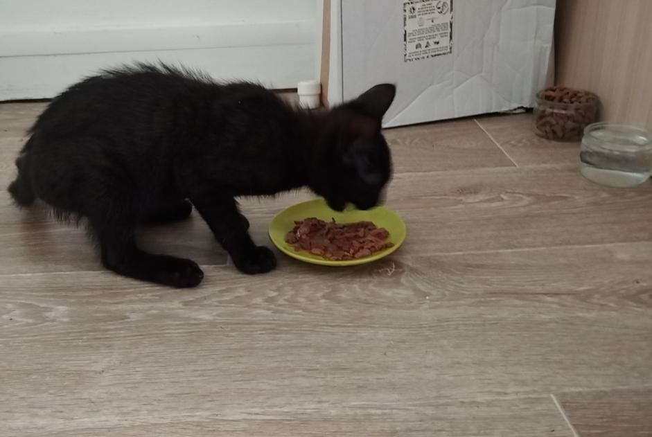 Alerta descoberta Gato Fêmea Bayeux France